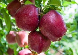 Яблоко Кубанские Краснодар вес